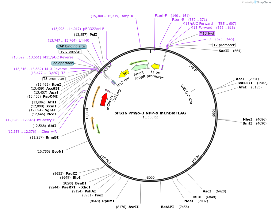 45099-plasmid-map-sequence-id-62597