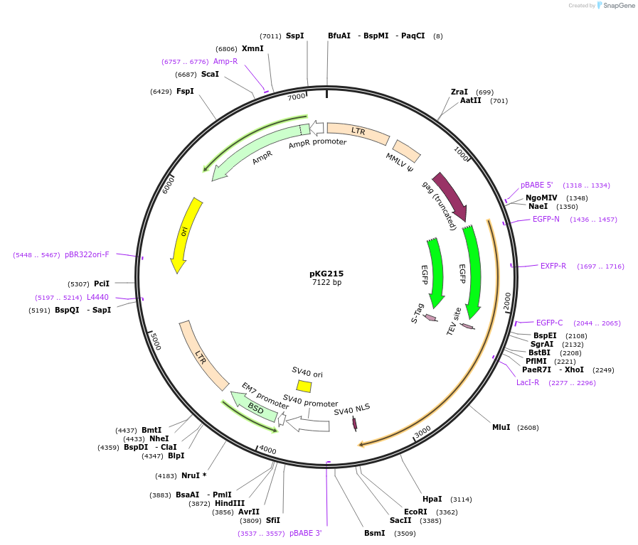 45110-plasmid-map-sequence-id-62615