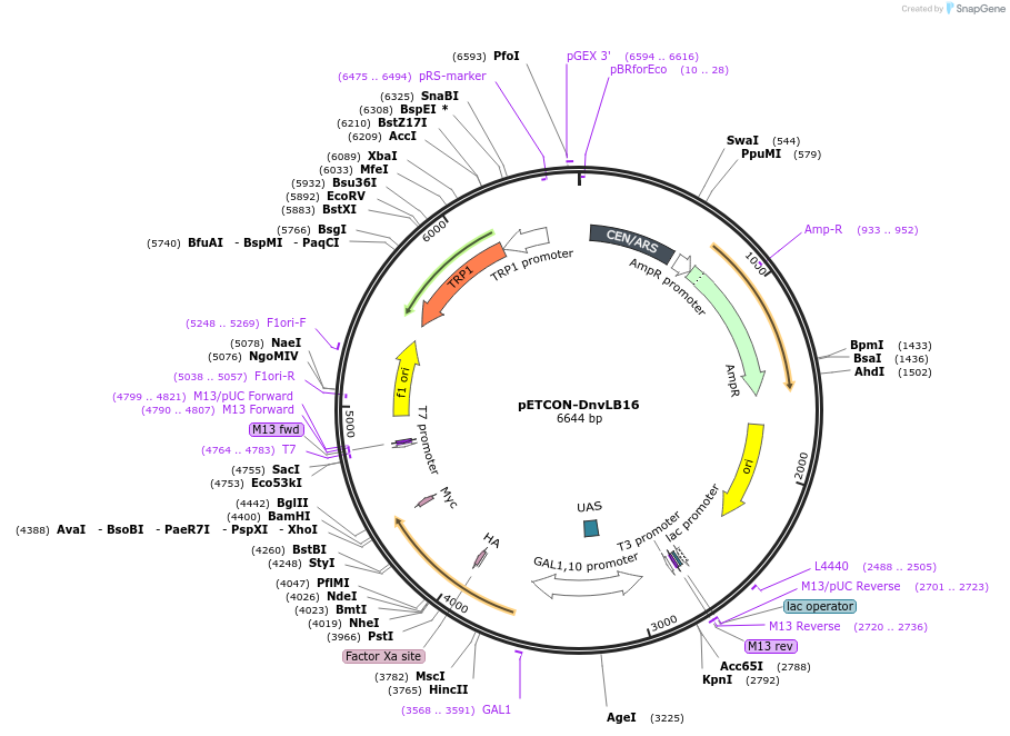 45124-plasmid-map-sequence-id-62616