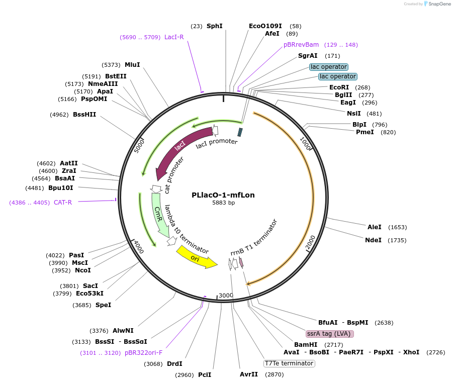 45152-plasmid-map-sequence-id-62714