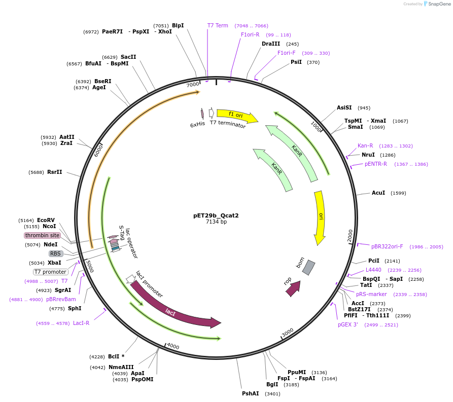 45130-plasmid-map-sequence-id-62785