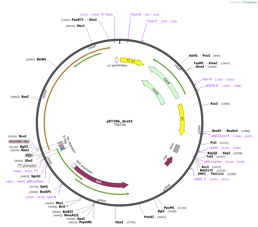 45131-plasmid-map-sequence-id-62787