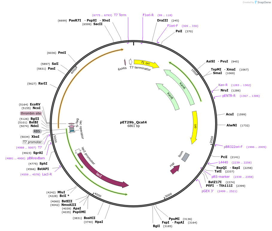 45132-plasmid-map-sequence-id-62788