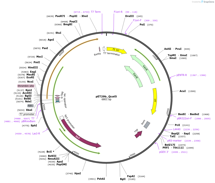45133-plasmid-map-sequence-id-62789