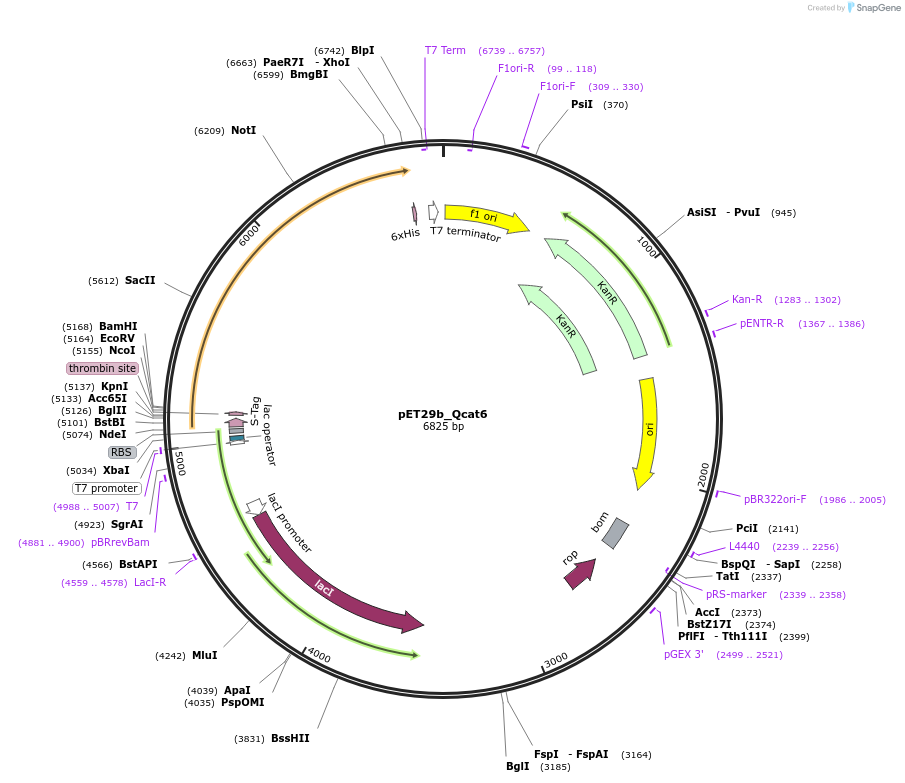 45134-plasmid-map-sequence-id-62790