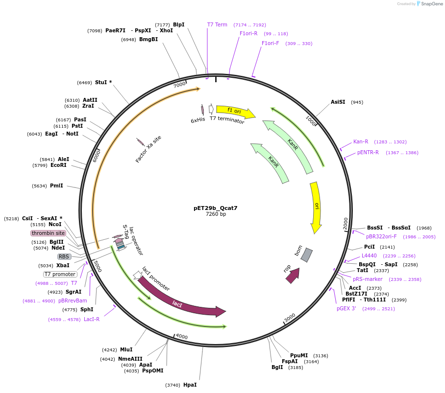 45135-plasmid-map-sequence-id-62791