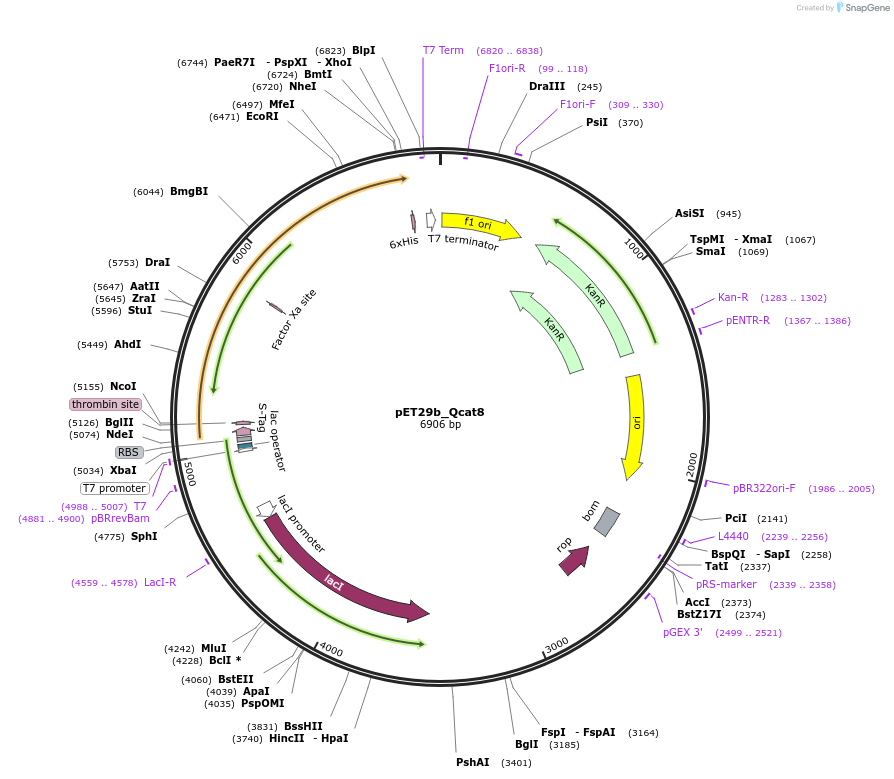 45136-plasmid-map-sequence-id-62792