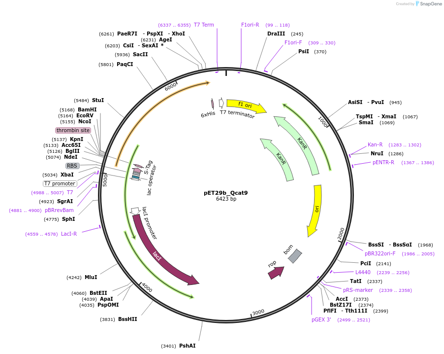 45137-plasmid-map-sequence-id-62793