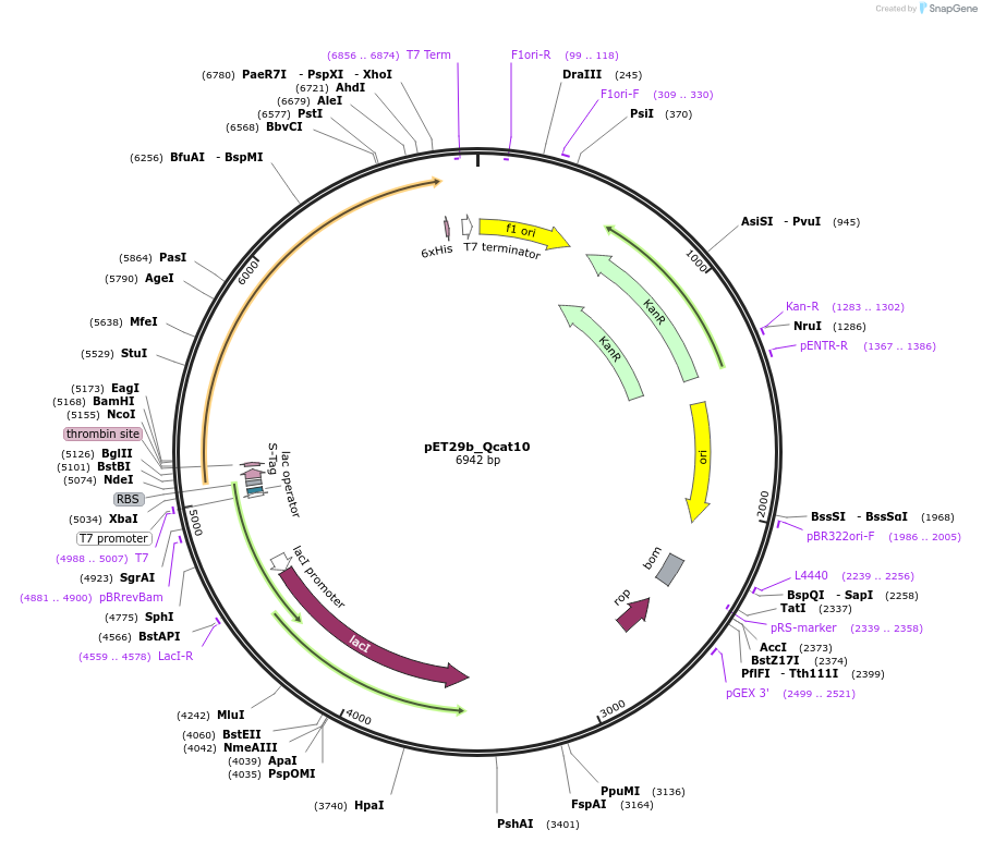 45138-plasmid-map-sequence-id-62796