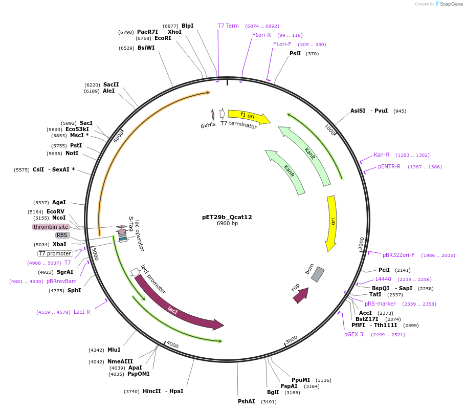 45140-plasmid-map-sequence-id-62798