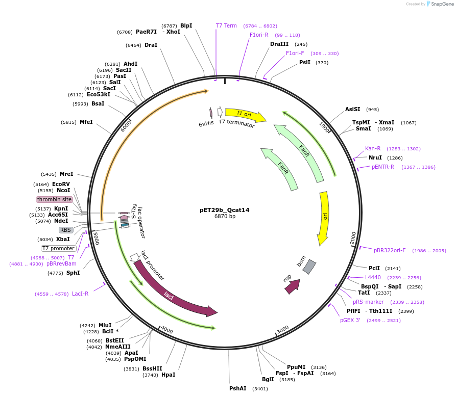45142-plasmid-map-sequence-id-62801