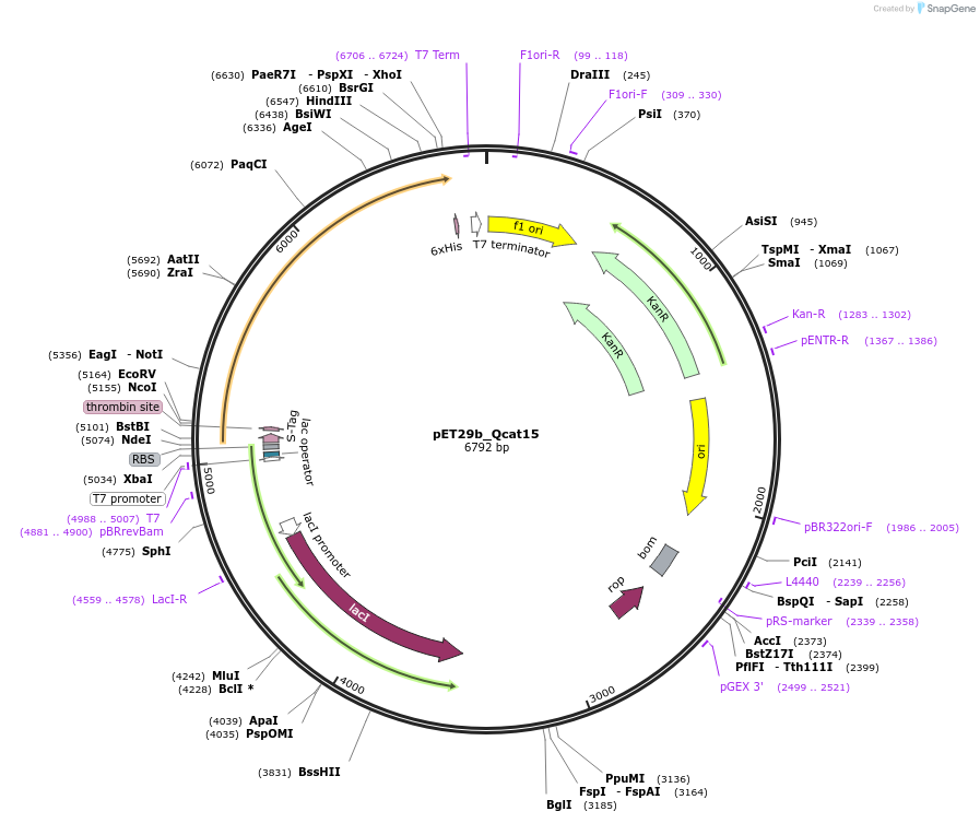 45143-plasmid-map-sequence-id-62804