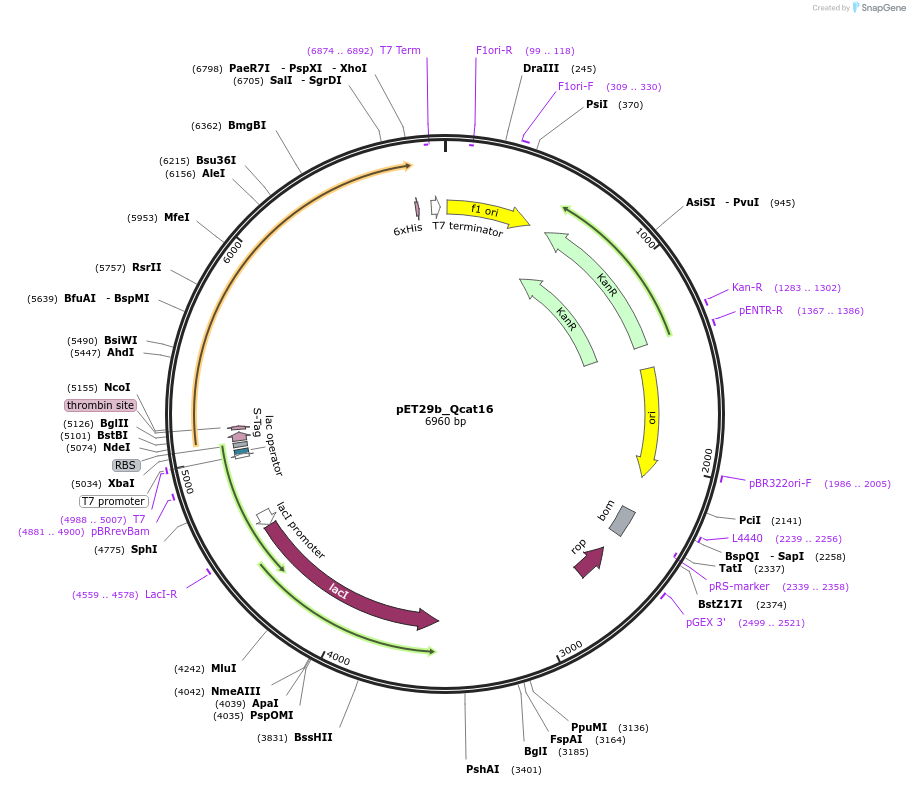 45144-plasmid-map-sequence-id-62807