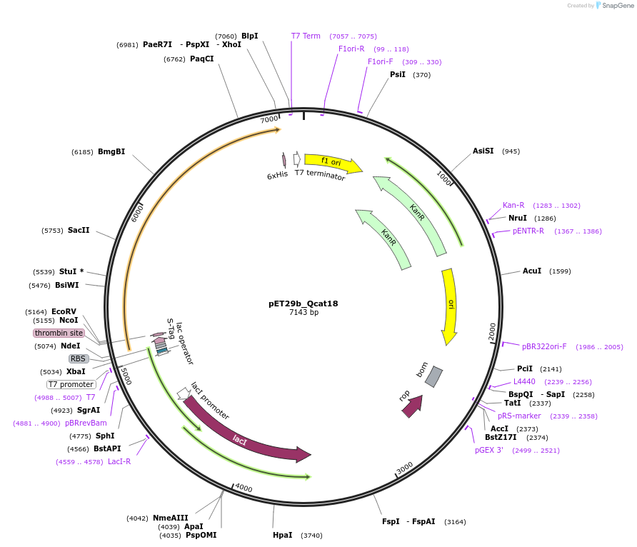 45146-plasmid-map-sequence-id-62811