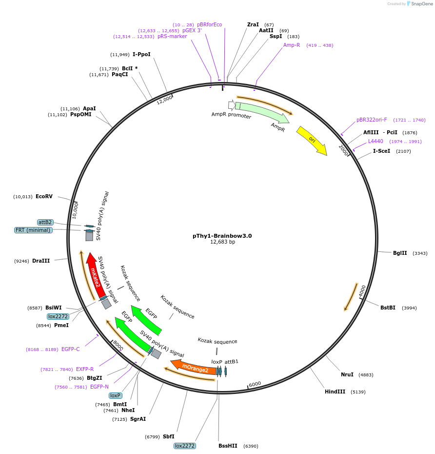45177-plasmid-map-sequence-id-62865