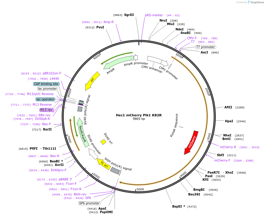 45206-plasmid-map-sequence-id-62962