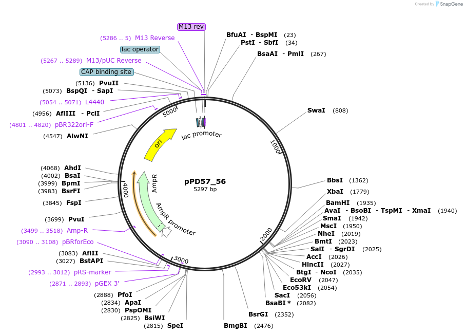 1452-plasmid-map-sequence-id-63