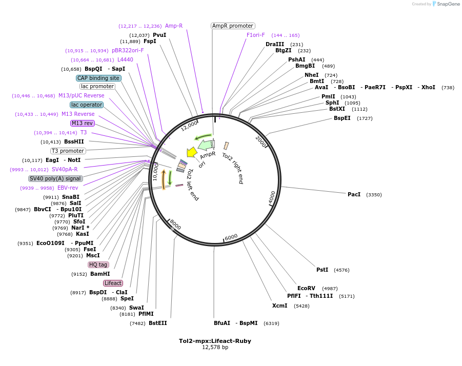45246-plasmid-map-sequence-id-63085