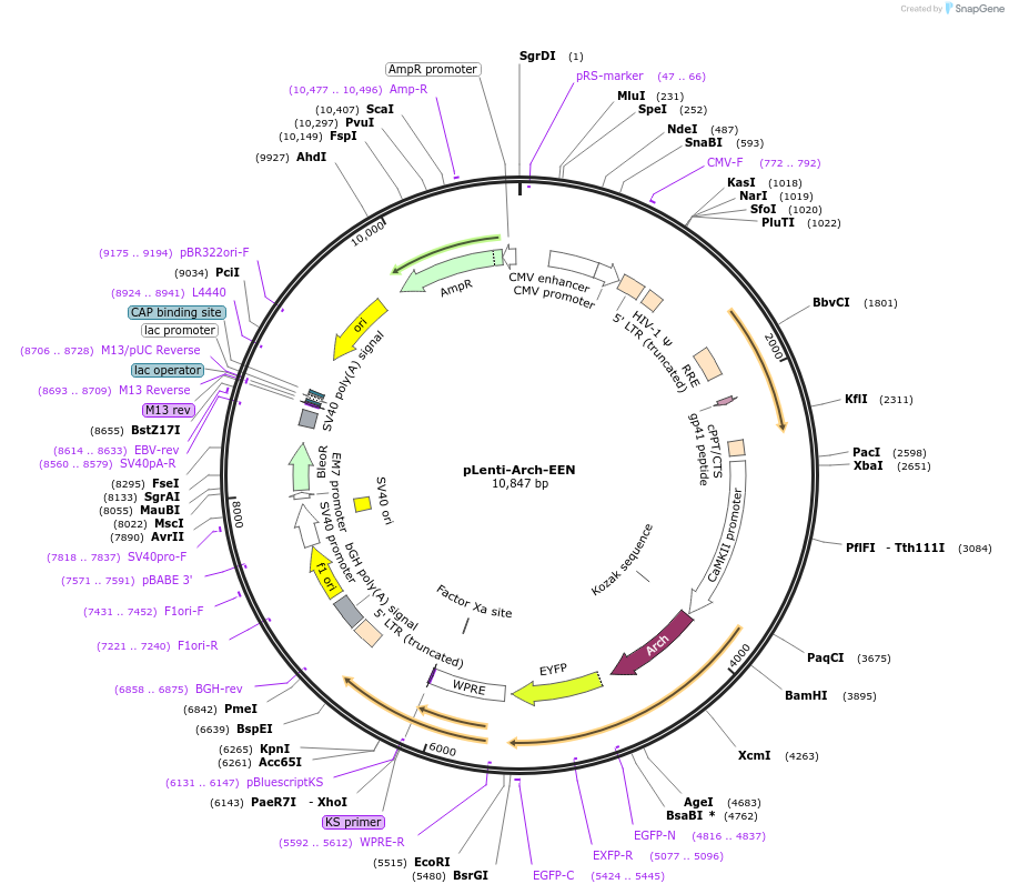 45189-plasmid-map-sequence-id-63108
