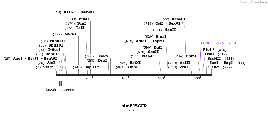 63113_map