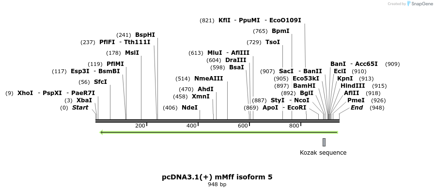 63121_map