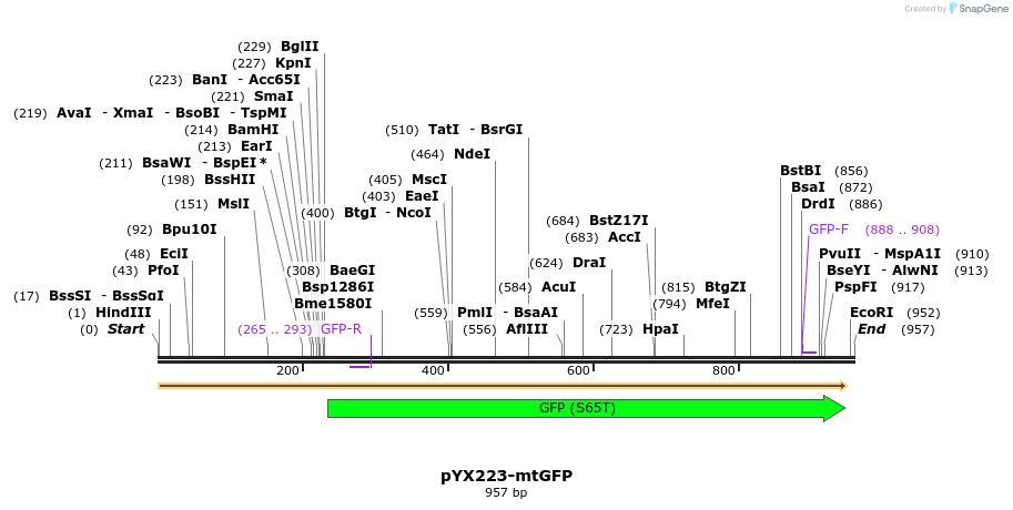 63129_map
