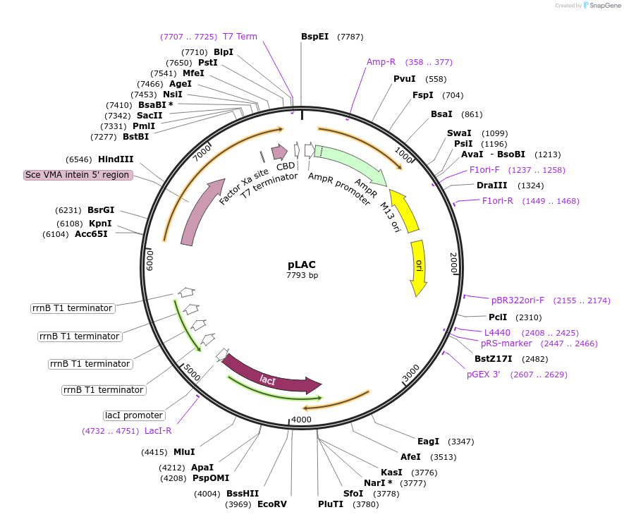 45072-plasmid-map-sequence-id-63155