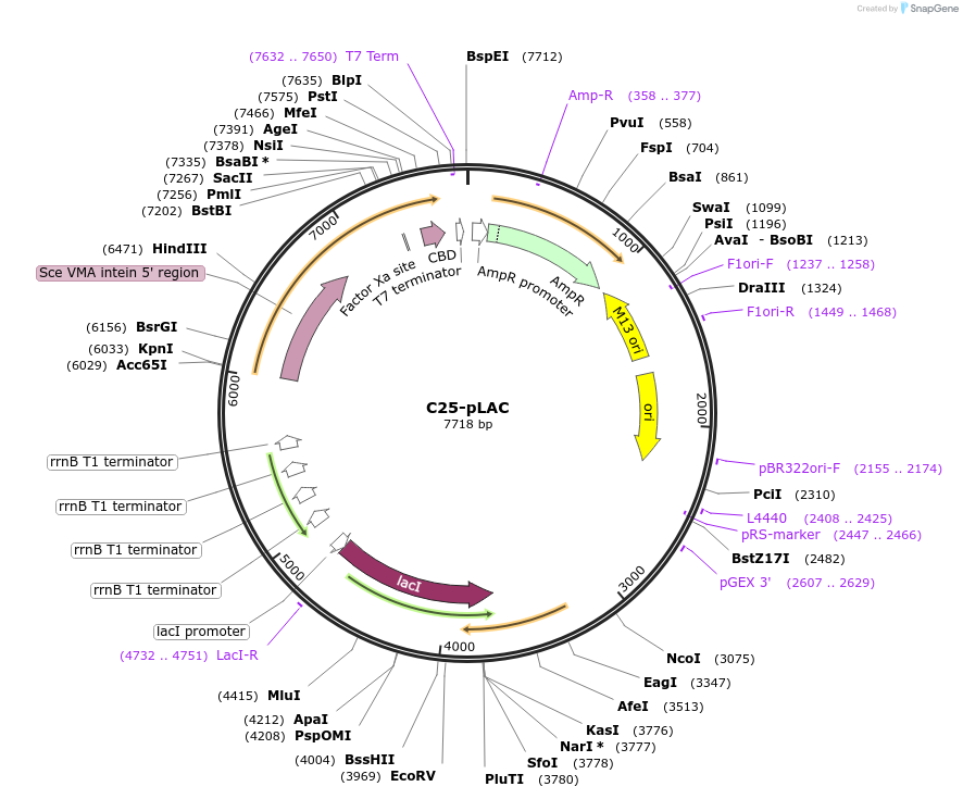 45283-plasmid-map-sequence-id-63156