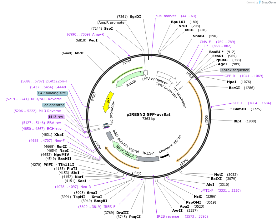 44969-plasmid-map-sequence-id-63185