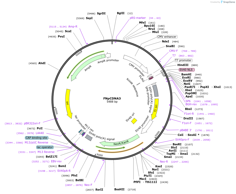 45346-plasmid-map-sequence-id-63229