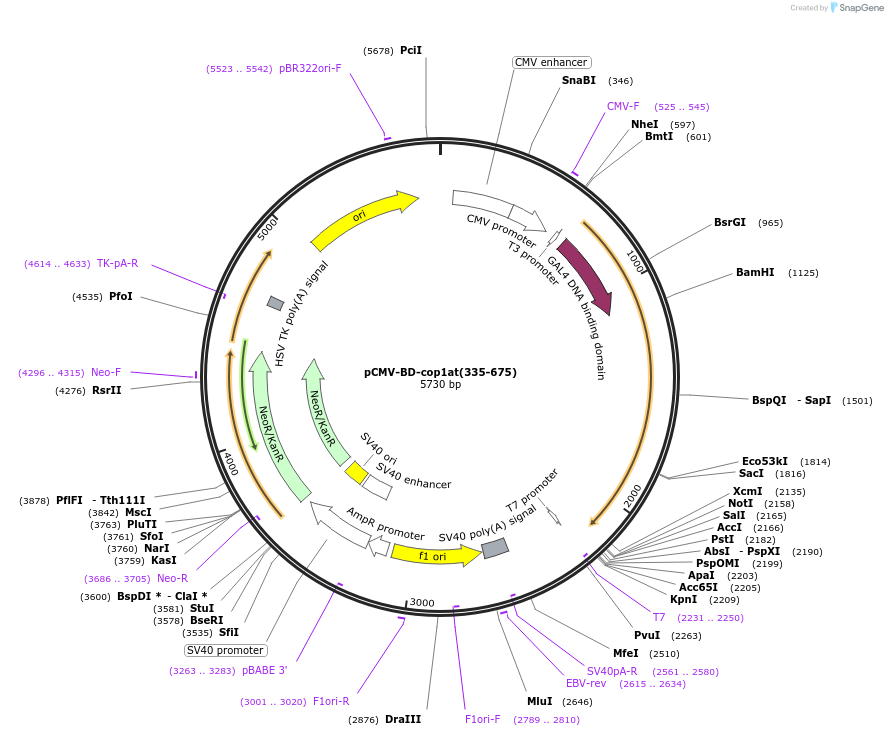 44973-plasmid-map-sequence-id-63288