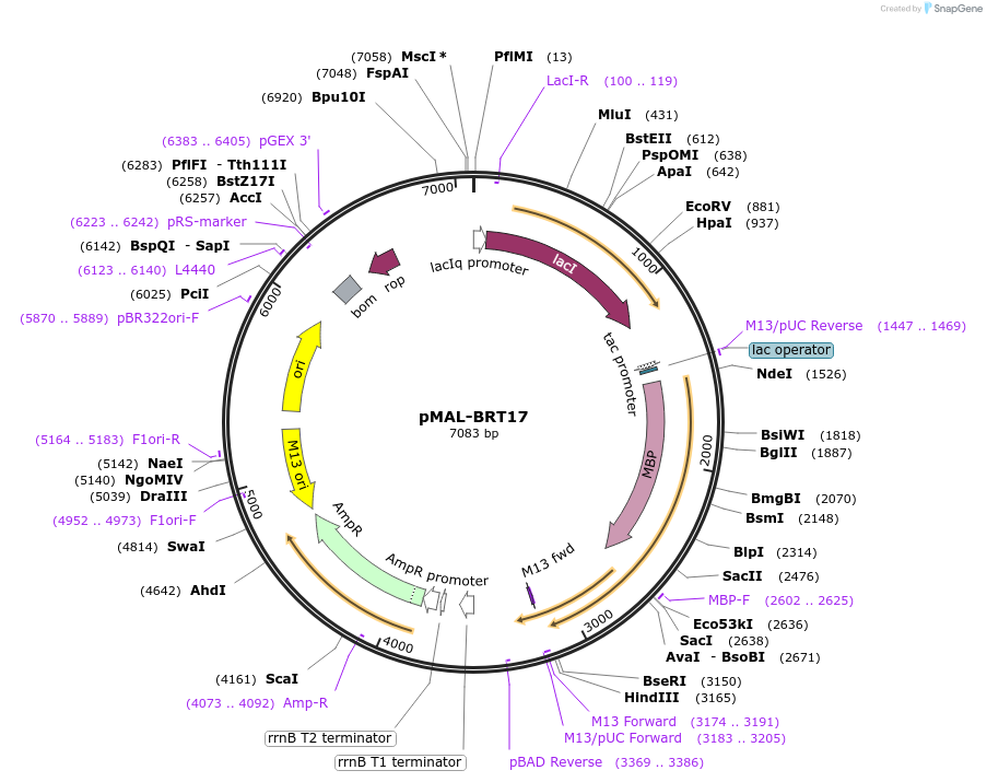 45358-plasmid-map-sequence-id-63294