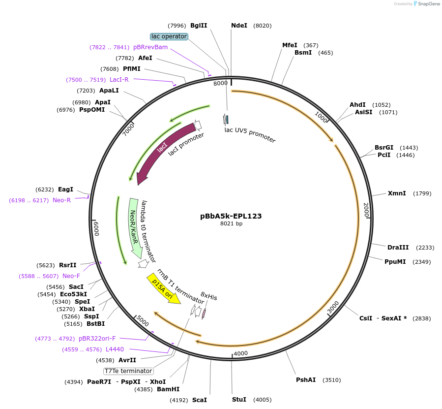 45361-plasmid-map-sequence-id-63305