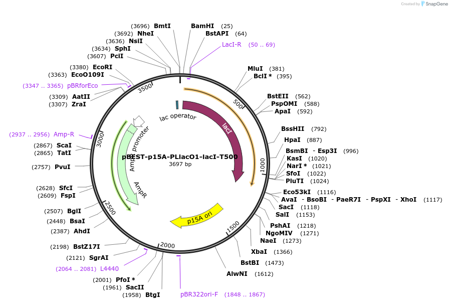 45393-plasmid-map-sequence-id-63378