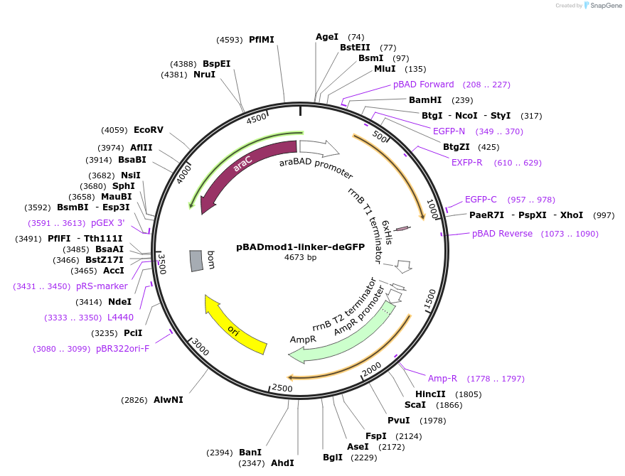 45397-plasmid-map-sequence-id-63381