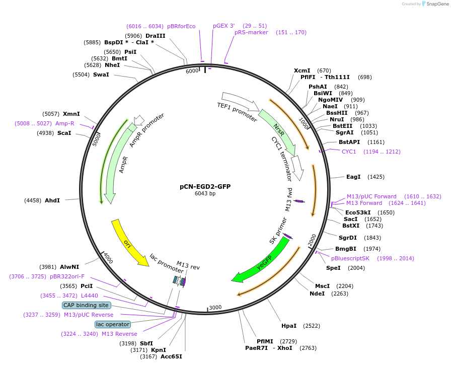 45318-plasmid-map-sequence-id-63415