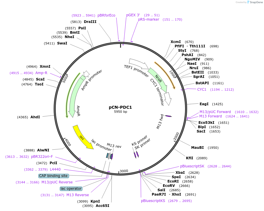 45325-plasmid-map-sequence-id-63468