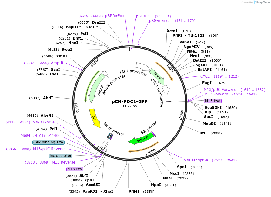 45326-plasmid-map-sequence-id-63470