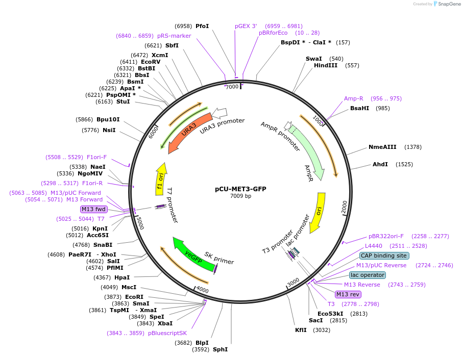 45337-plasmid-map-sequence-id-63484