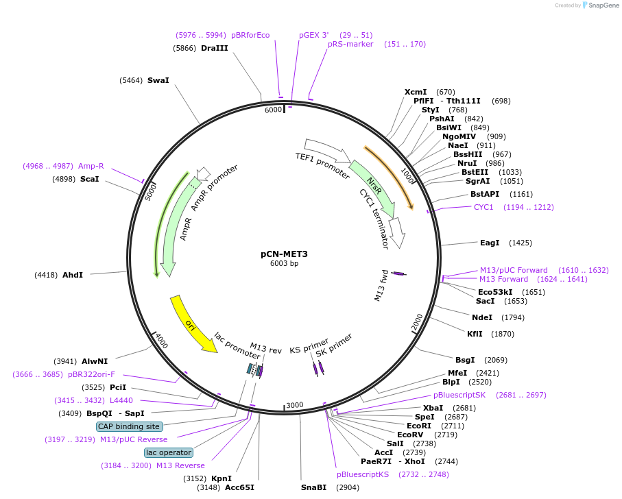 45338-plasmid-map-sequence-id-63485