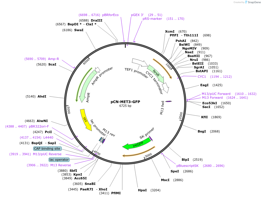 45339-plasmid-map-sequence-id-63487