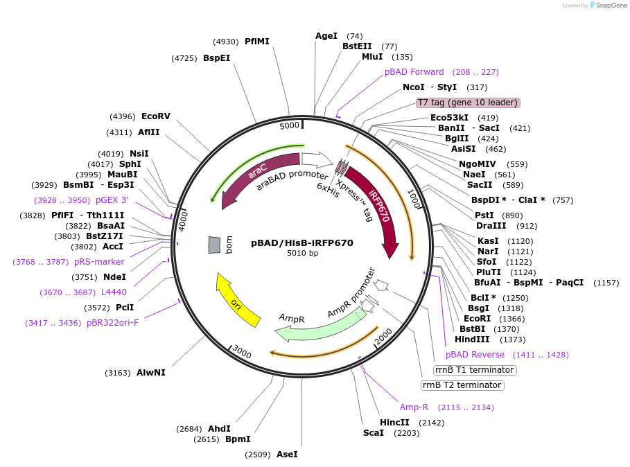 45453-plasmid-map-sequence-id-63488
