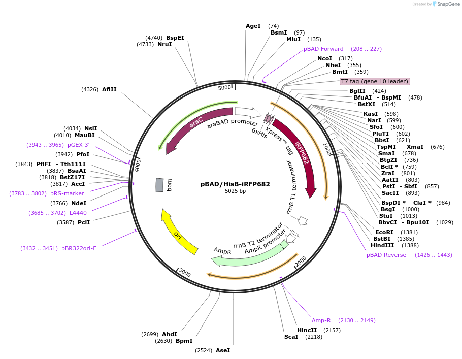 45454-plasmid-map-sequence-id-63489