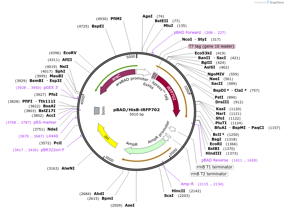 45455-plasmid-map-sequence-id-63490