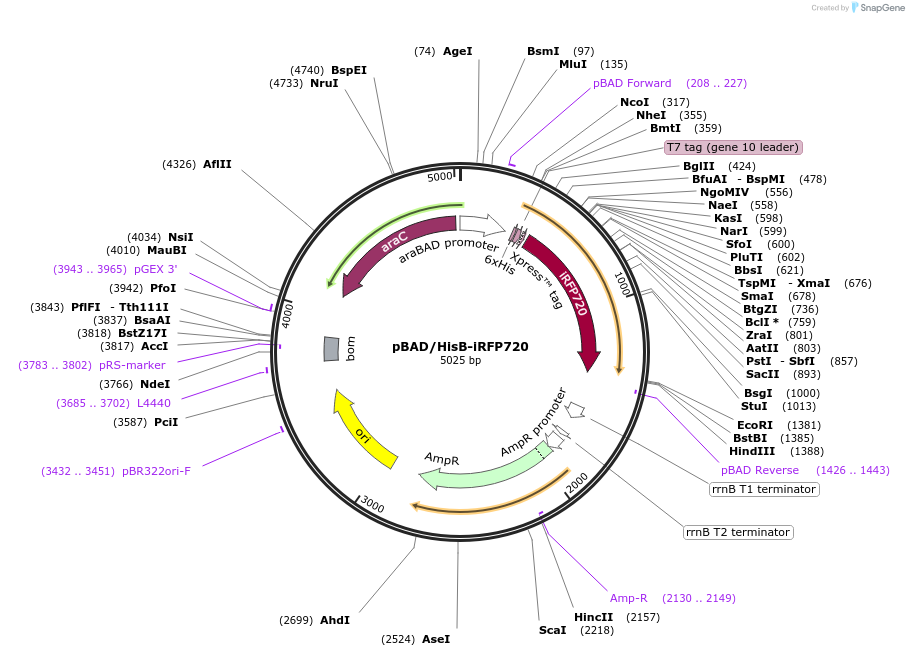 45460-plasmid-map-sequence-id-63492