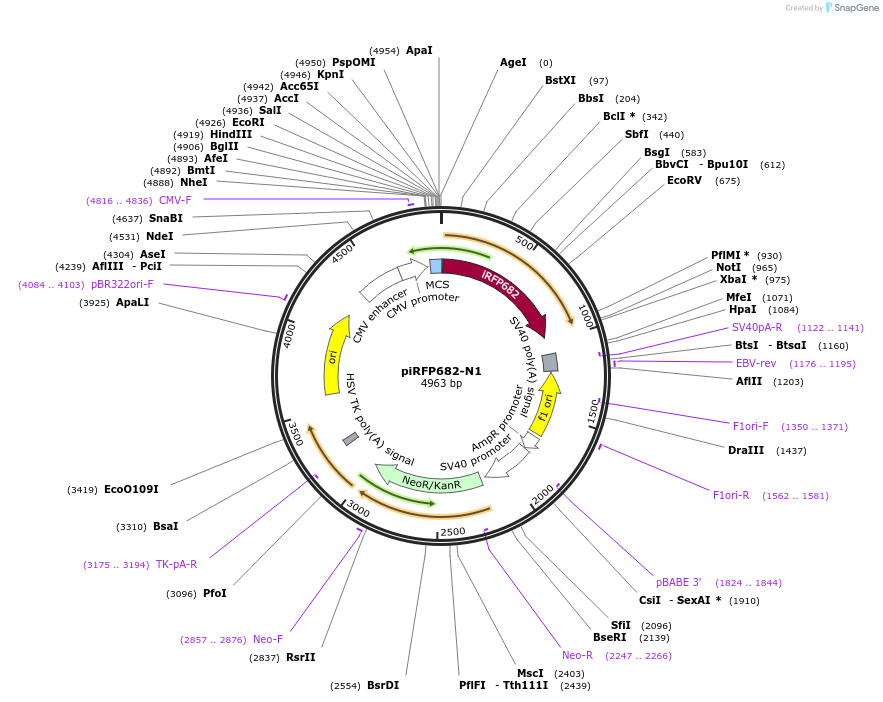 45459-plasmid-map-sequence-id-63498