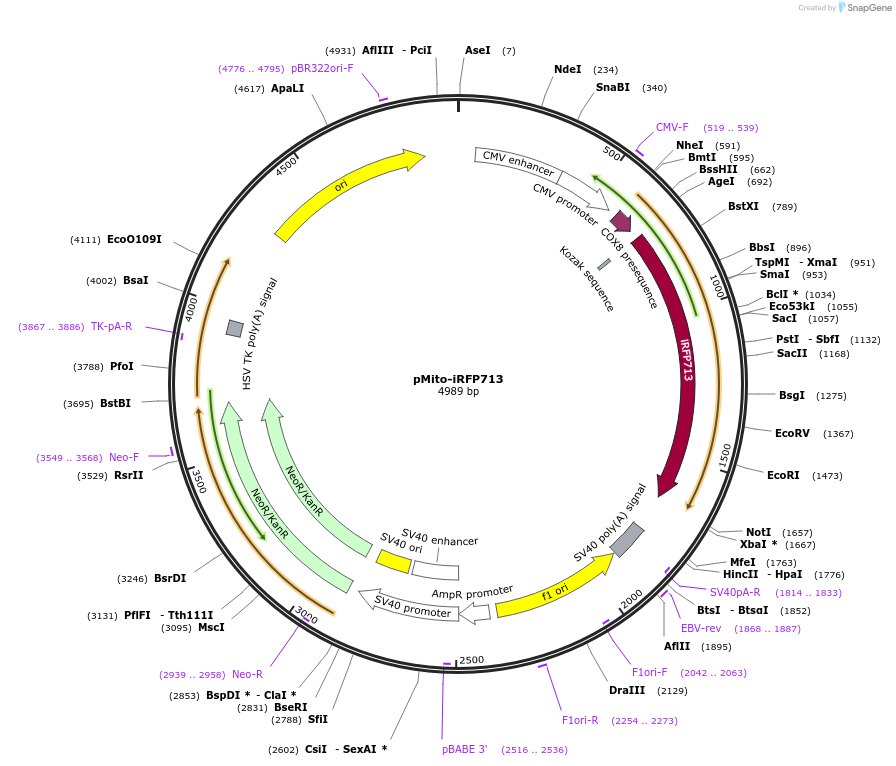 45465-plasmid-map-sequence-id-63503