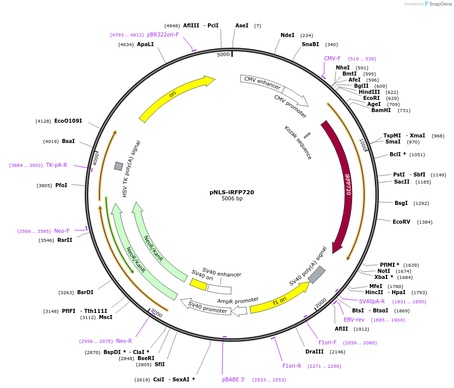 45467-plasmid-map-sequence-id-63505