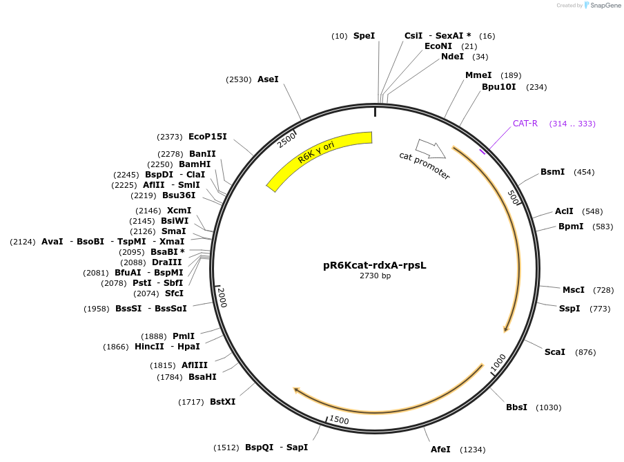 45471-plasmid-map-sequence-id-63510