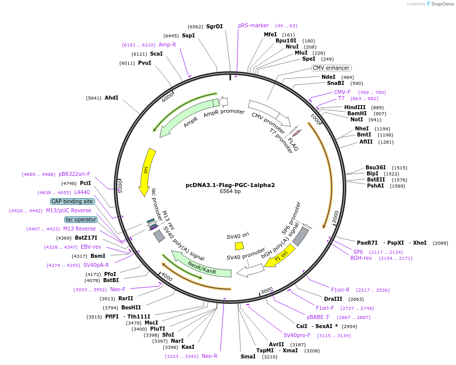 45502-plasmid-map-sequence-id-63592